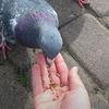 ticirwdpfm2