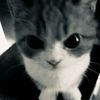cegil._010