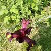 daftleek12