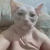 dimalulumba