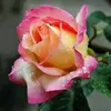 zeynep.kl667