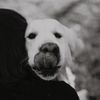 goldi_doggo