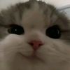 dithtjg