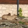 frenchbishop4