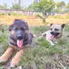 ruben.pl6