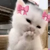 hh_nam7