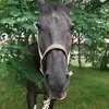 okak_horse
