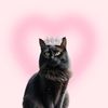 1cat_ Lily 🐈‍⬛
