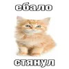 chezapizdec228