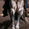 centenario461
