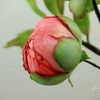 peonieprincess