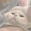 nunt.nn