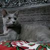 irvan.hanyapendosa