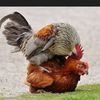 kingrooster.com