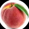 polapola8366