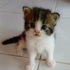 cats_lovers82