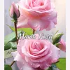 maria.rosa9382