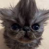 kitttykaiii