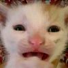 imsosigmalol_0