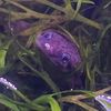 mosssyfrog