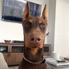 Tito the Doberman