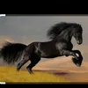 caballo2705