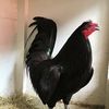 chickenweldshop