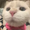 hellodituyet_chill