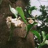 jasmine.a59