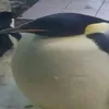 minhminhnguyenvdu