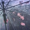 Rain Sounds For You ⛈️