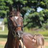 megan_equestrian