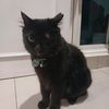 funnycat_tamtam