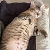 Just fur Pets