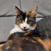 maks_cat7