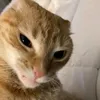 cattocodm