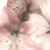 lolo_hsn5