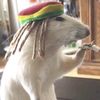 rataouille4