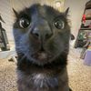 mushumeowmeow