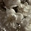 nxrvso