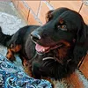 piticonico5