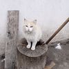 gato_0hh