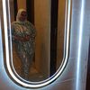 malak.shreif7