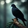 black_dove1010