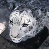 _sn0w_le0pard