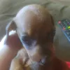 cachorro_calvo_i