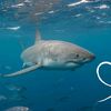 sharky_vr2011