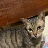butternotbettercookie