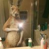 kangaroo_james