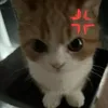kyowtimih